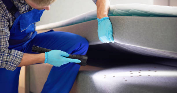 Wasp Removal Services in Parma, ID